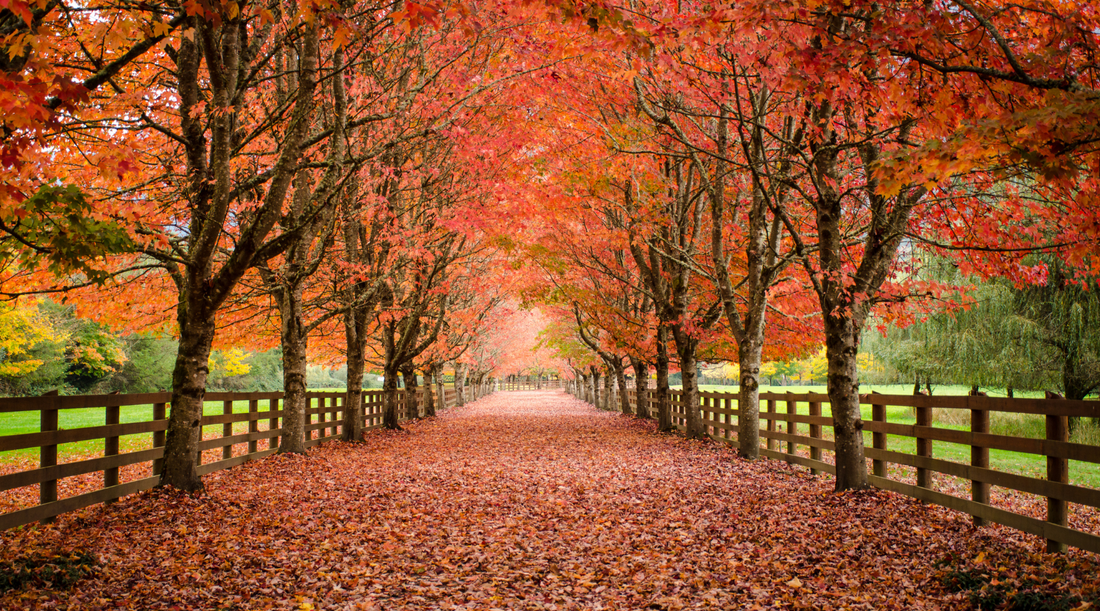 Fall Thoughts