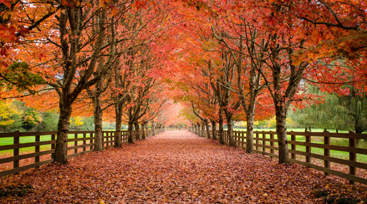 Fall Thoughts
